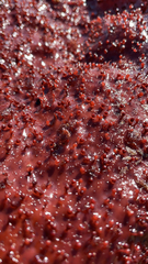 Chondracanthus exasperatus