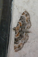Eupithecia pulchellata