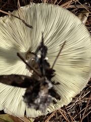 Chlorophyllum