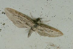Eupithecia phoeniceata