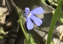 Lobelia membranacea