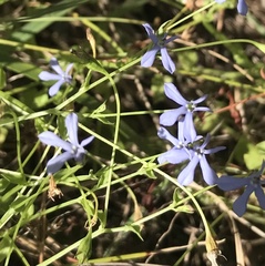 Lobelia membranacea