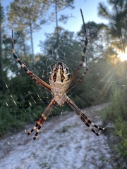 Argiope florida