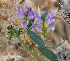 Medicago sativa