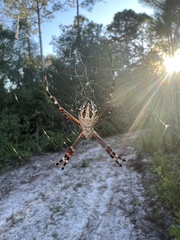 Argiope florida