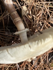 Chlorophyllum