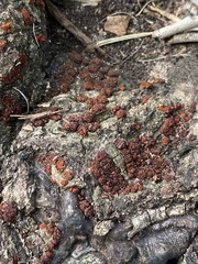 Amphilogia gyrosa