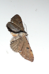 Eupithecia assimilata