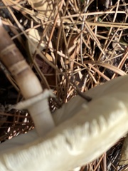 Chlorophyllum