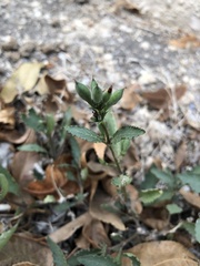 Ruellia nudiflora