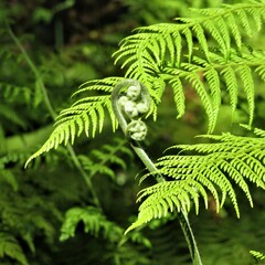 Hypolepis glandulifera