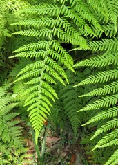 Hypolepis glandulifera