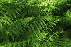 Hypolepis glandulifera