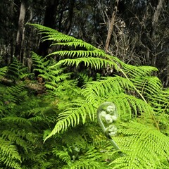 Hypolepis glandulifera