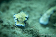 Hypselodoris imperialis