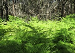 Hypolepis glandulifera