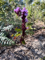 Liatrinae