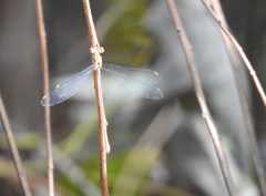 Lestes tenuatus