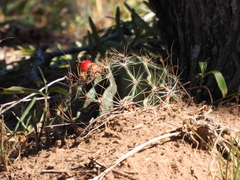 Hamatocactus setispinus