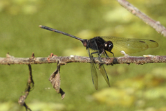 Erythemis plebeja