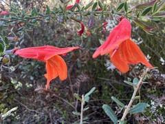 Clinopodium coccineum