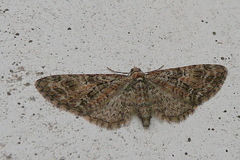 Eupithecia dodoneata
