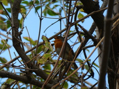Erithacus rubecula