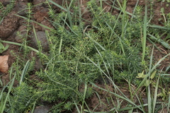 Galium verum