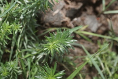 Galium verum