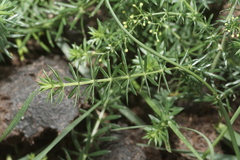 Galium verum