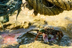 Grapsus albolineatus