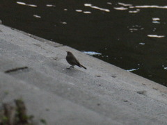 Phoenicurus ochruros