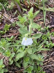 Pombalia calceolaria