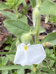 Pombalia calceolaria