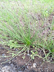 Asphodelus