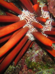 Heterocentrotus mamillatus
