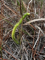 Lycopodiella
