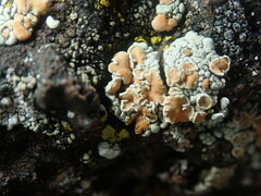 Rhizoplaca chrysoleuca