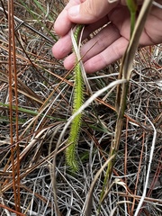 Lycopodiella