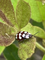 Alagoasa decemguttata