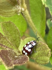 Alagoasa decemguttata