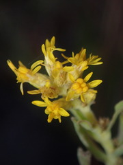Solidago capulinensis
