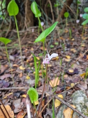 Cyclamen cyprium