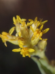 Solidago capulinensis