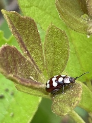 Alagoasa decemguttata