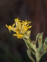 Solidago capulinensis