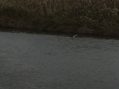 Nycticorax nycticorax