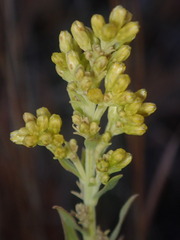 Solidago capulinensis