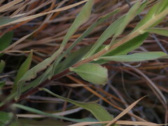 Solidago capulinensis