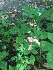 Thalictrum venulosum